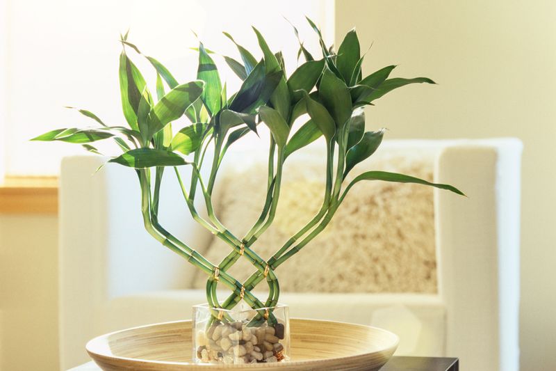 Lucky bamboo sitting in a dish in a living room. 