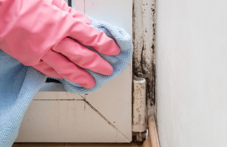 How to Remove Mold From Wood
