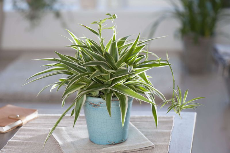 A small spider plant in a blue pot sitting on the corner of a table.
