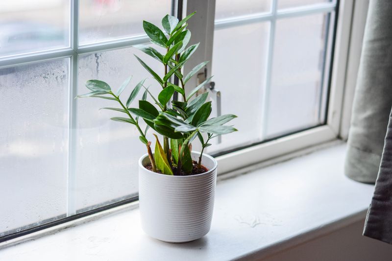 A small zz plant sits on a window sill in a white pot. 