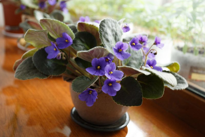 An African Violet in a small pot on a window sill. 