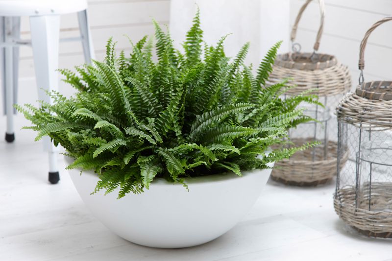 A Boston Fern sits on the floor in a white rounded planter. 