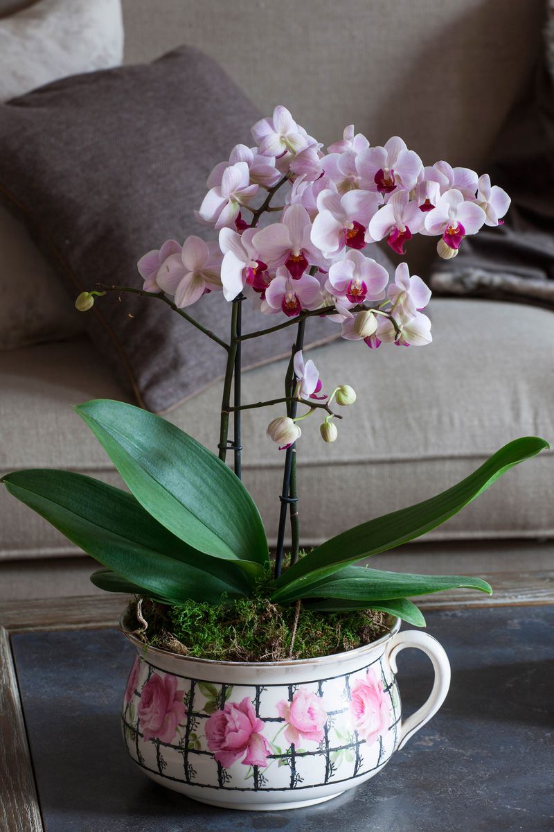 An orchid with many pink blooms sits on a coffee table. 