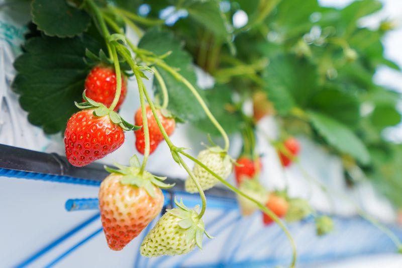 Strawberries of differing ripeness hang from a hydroponic watering system. 