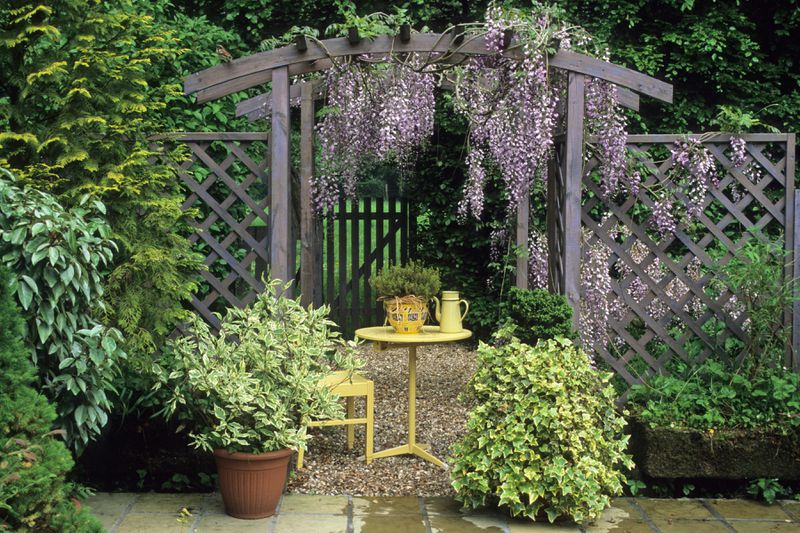 A small pergola in a garden with purple wisteria hanging from it. A small yellow table and chair sits under the shade. 