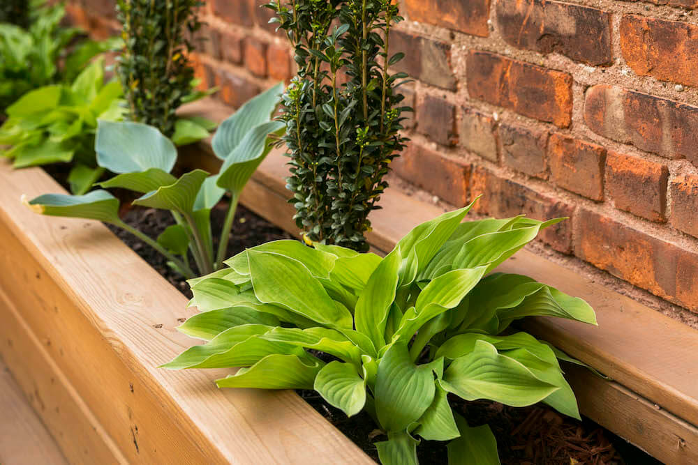 Image of a wooden built-in planter in a backyard