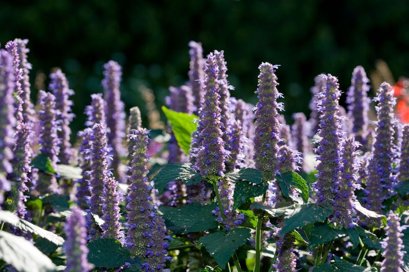 The purple cone-like blooms of a Hyssop plant. 