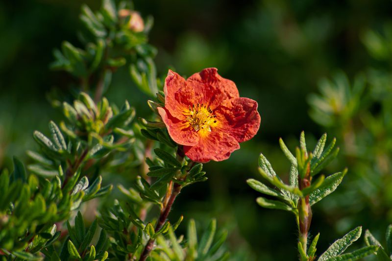 The red flower that gives the red ace Shrubby Cinquefoil its name. 