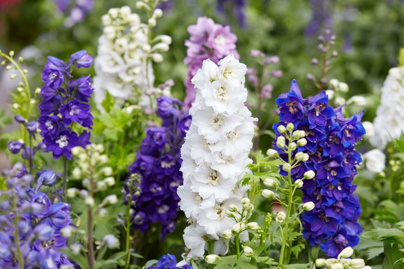 Delphiniums in ranges of purples, blues and whites. 