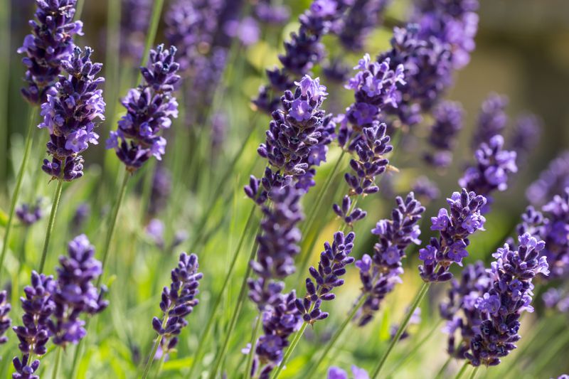 Close up of bright purple lavender buds. 