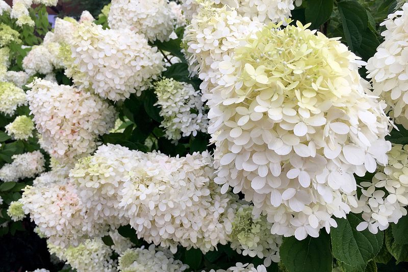 A large bush of ‘Limelight’ Hydrangeas that have a cone shape with white flowers at the base of the cone and lime green buds at the top.