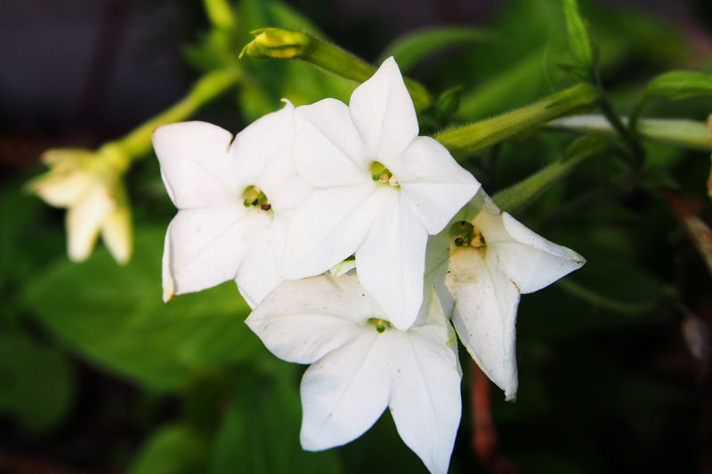 A cluster of white, star shaped flowers belonging to the tobacco plant. 