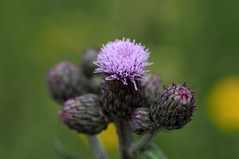 Thistle cardoon flower close up macro isolated on green.