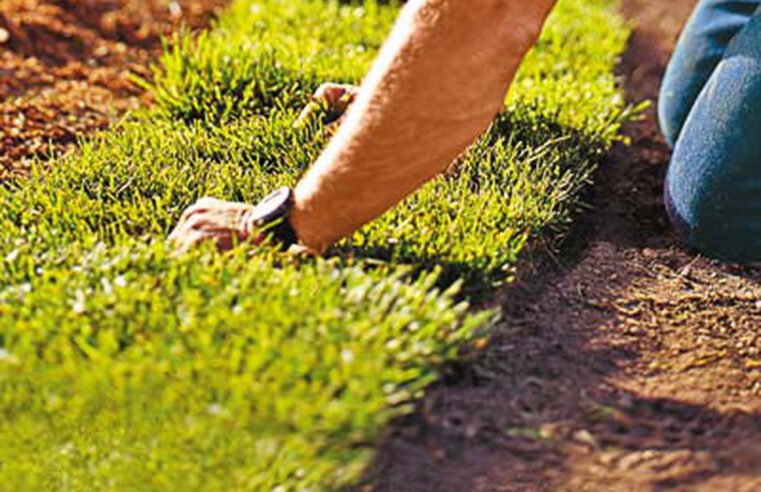 9 Steps to a Lush Lawn